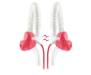 JBL Yurbuds Focus 400 Pink/White (YBWNFOCU04KNW)
