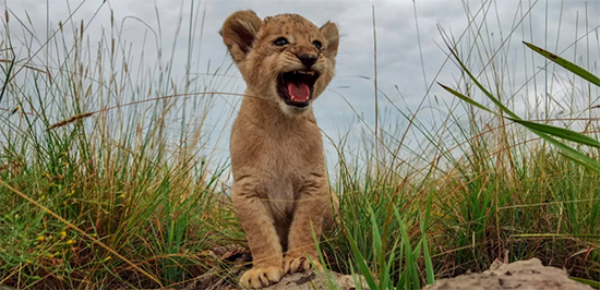 HUAWEI P40 Pro