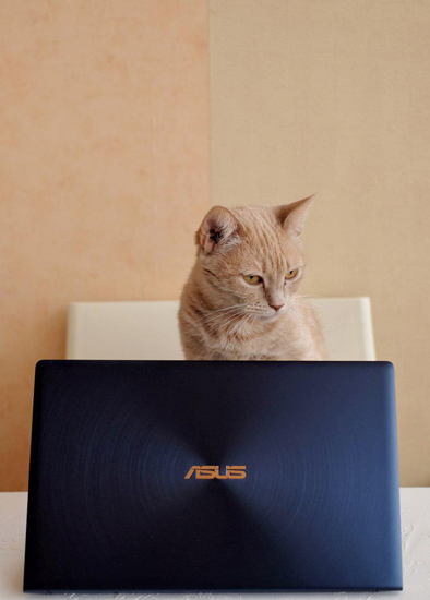 Asus ZenBook 13 UX334FLC